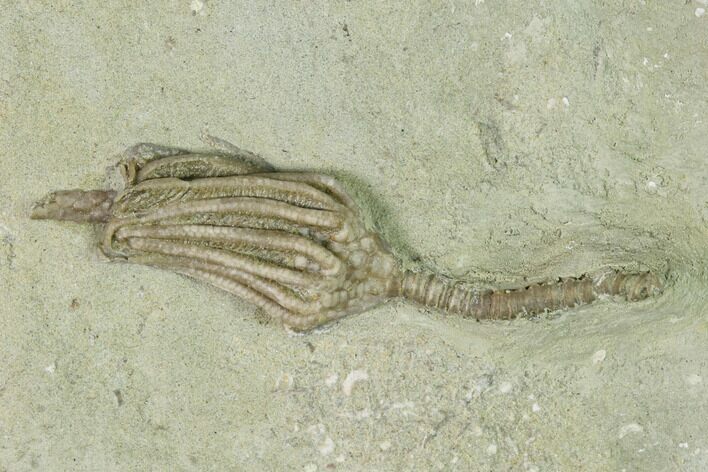 Fossil Crinoid (Macrocrinus) - Crawfordsville, Indiana #150422
